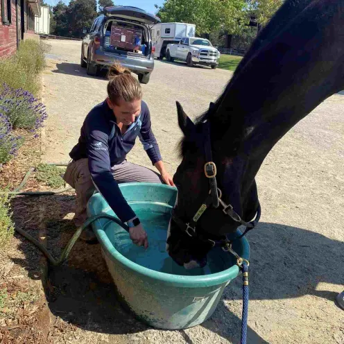 A Veterinarian Giving a Black Horse Water to Drink at Bayhill Equine